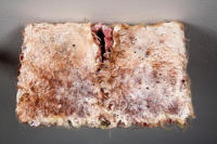 Ripped Revelations, Encaustic and Thai Bird's Nest Paper, 2009